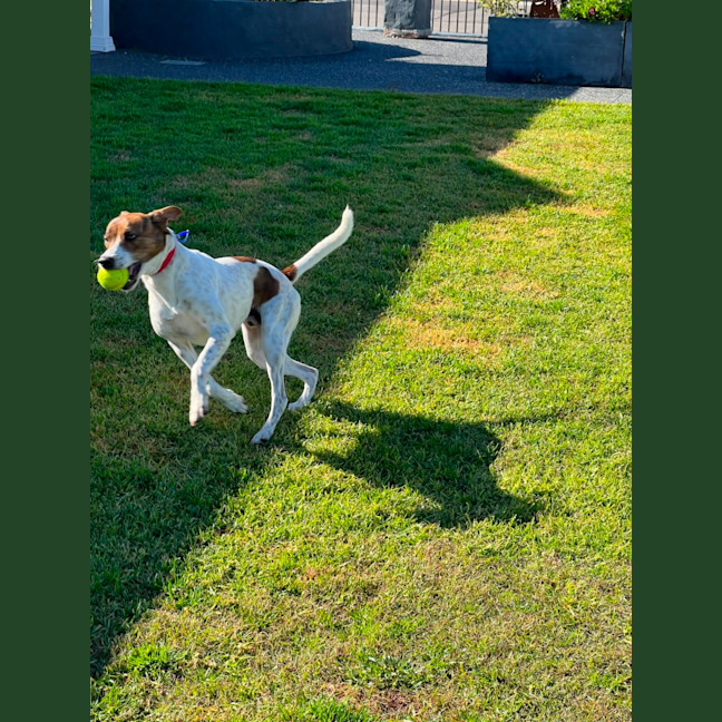 Photo of Milo   16 Month Old Jack Russell X Kelpie
