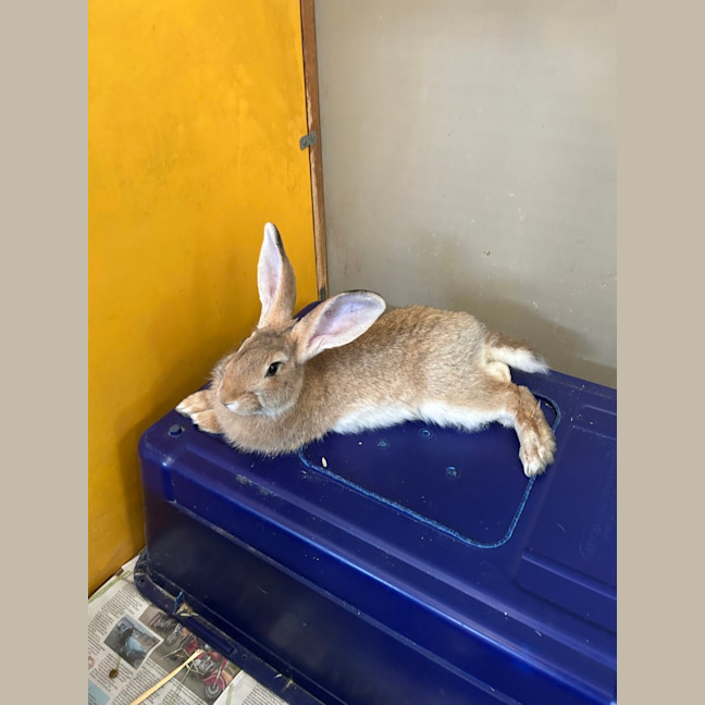 Photo of Cookie