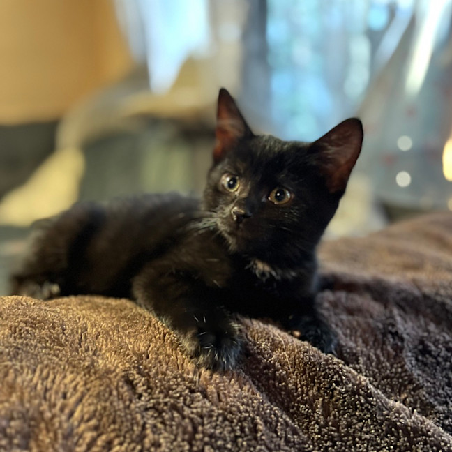 Photo of Purrlock Holmes