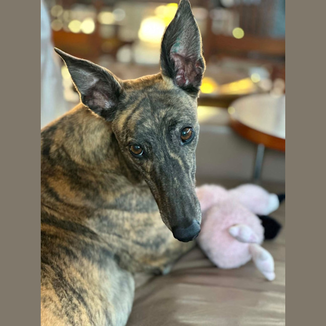 Photo of Winnie, The Greyhound