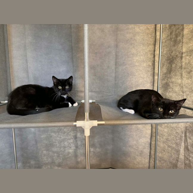 Photo of Betty ** 2nd Chance Cat Rescue**