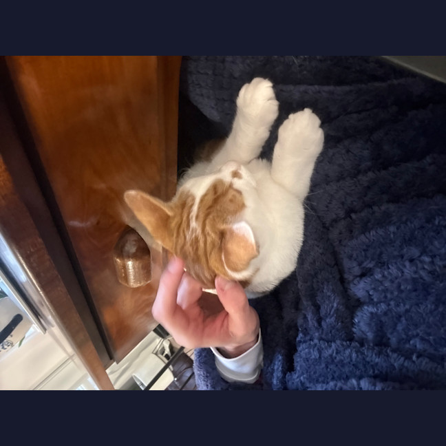 Photo of Taco