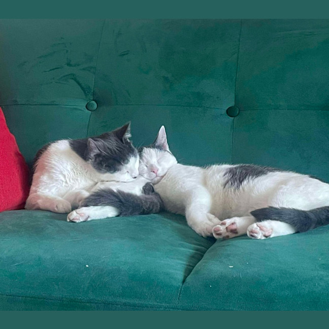 Photo of Fifi & Lupin 