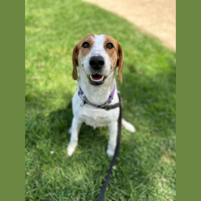 Photo of Chilli