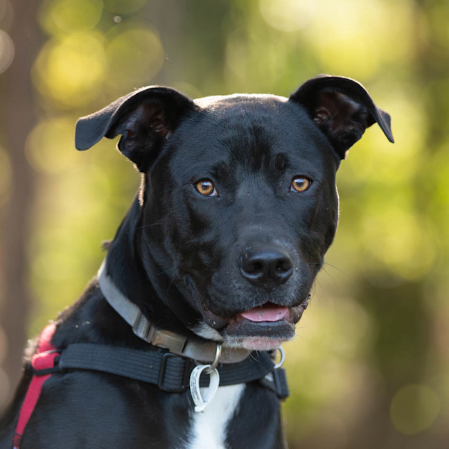 Photo of Onyx