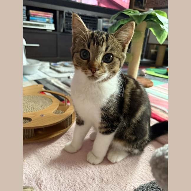 Photo of Frayeno **2nd Chance Cat Rescue**