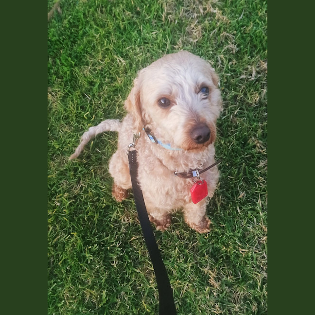 Photo of Milo (63798)