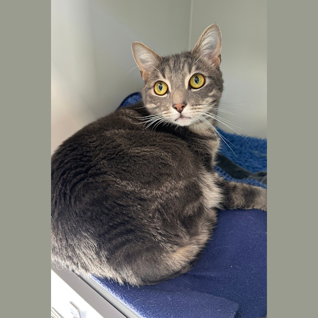 Photo of Atlas 