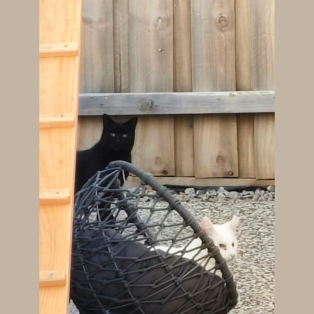 Photo of Morticia 