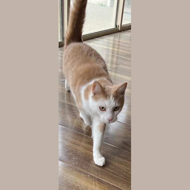 Photo of Simba Meet Me At Petstock Mornington