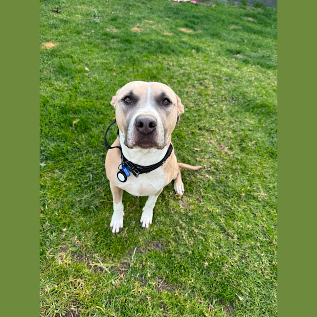 Photo of Tula   3 Year Old Staffy X