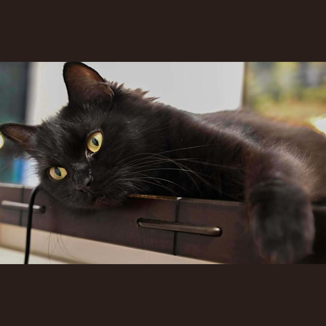 Photo of Salem
