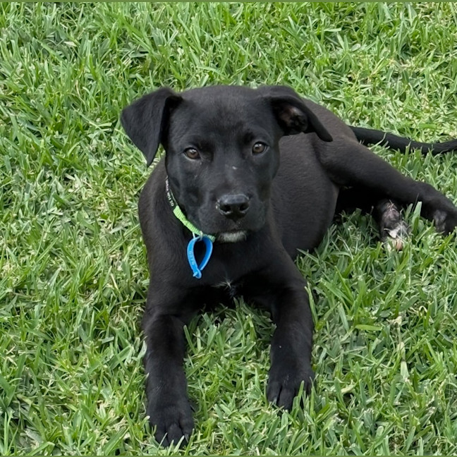 Photo of Whiskey