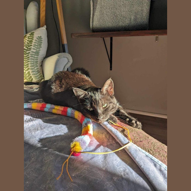 Photo of Percival