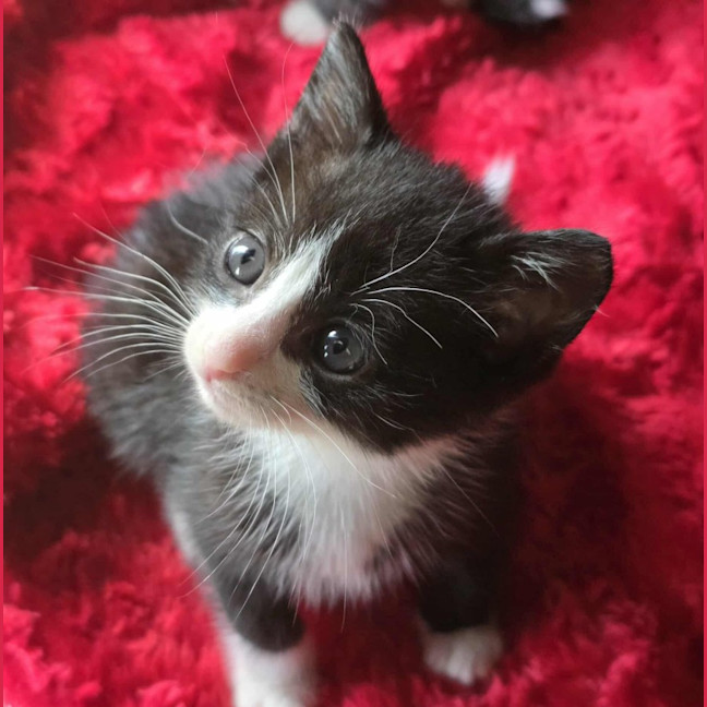 Photo of Hamlet