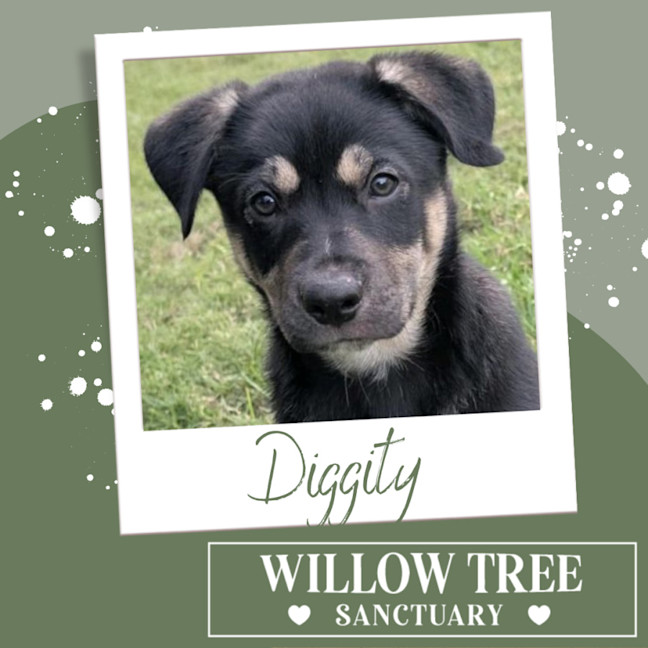 Photo of Diggity