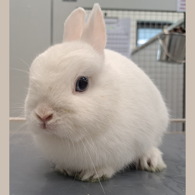 Photo of Gumdrop