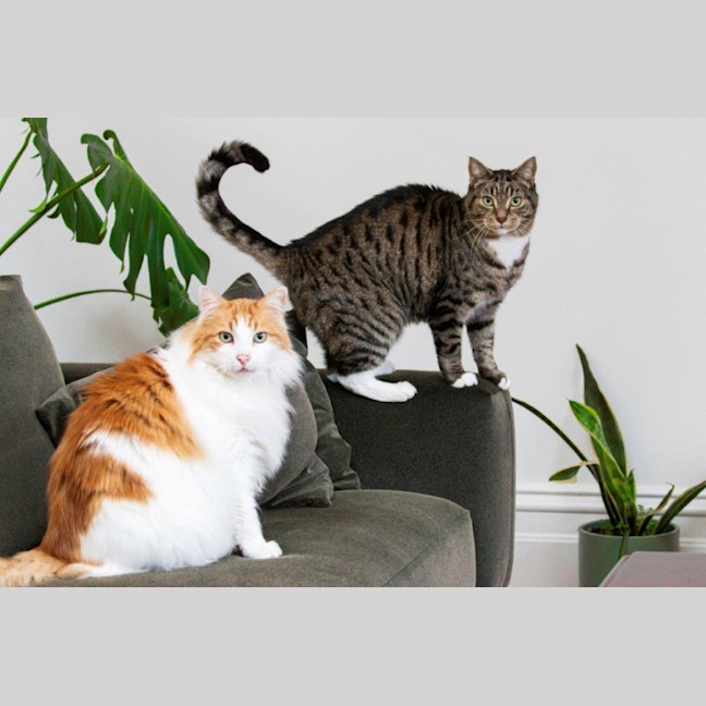 Photo of Gizmo Haliwell