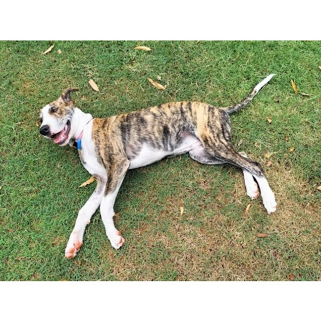 Photo of Dandie *$350 Adoption Fee*