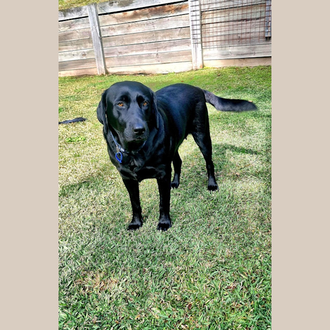 Photo of Willow   4 Year Old Labrador