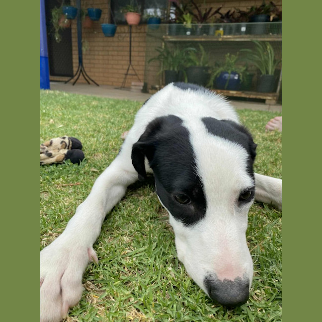 Photo of Gypsy