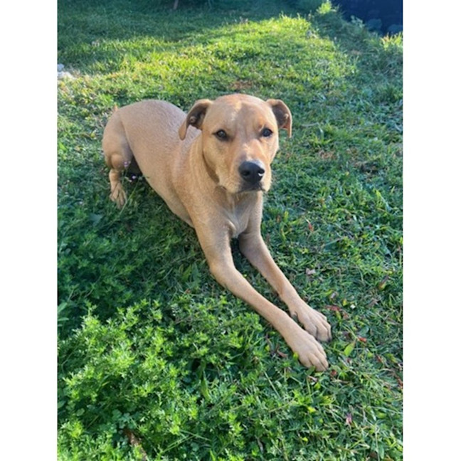 Photo of Edna *$250 Adoption Fee*