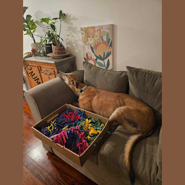 Photo of Ollie, The Greyhound