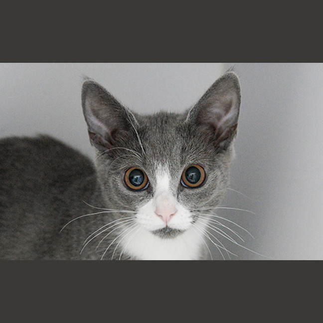 Photo of Aurora