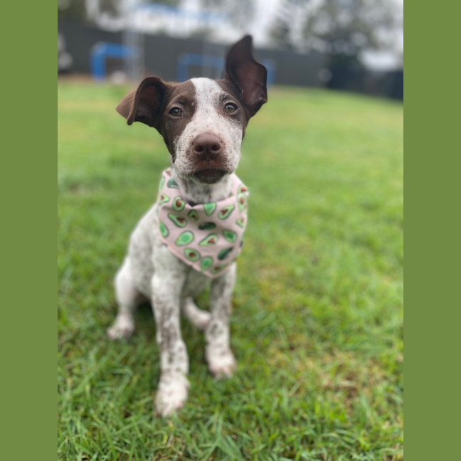 Photo of Scout