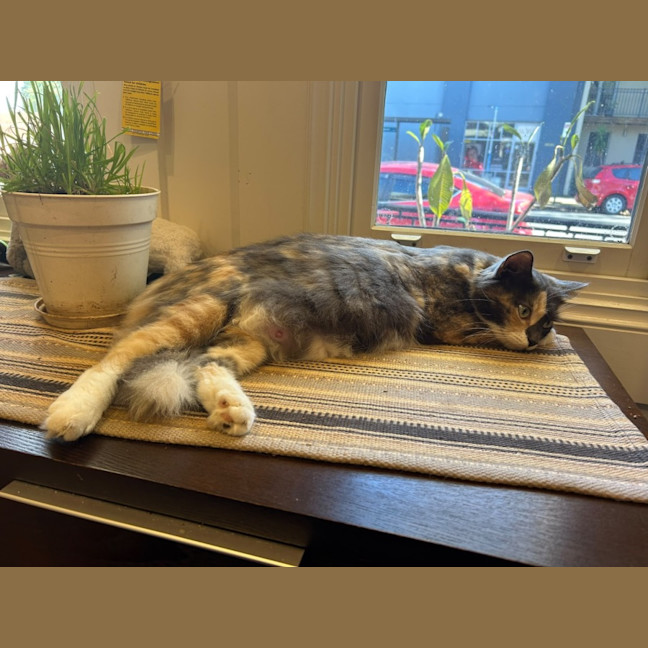 Photo of Snickers 