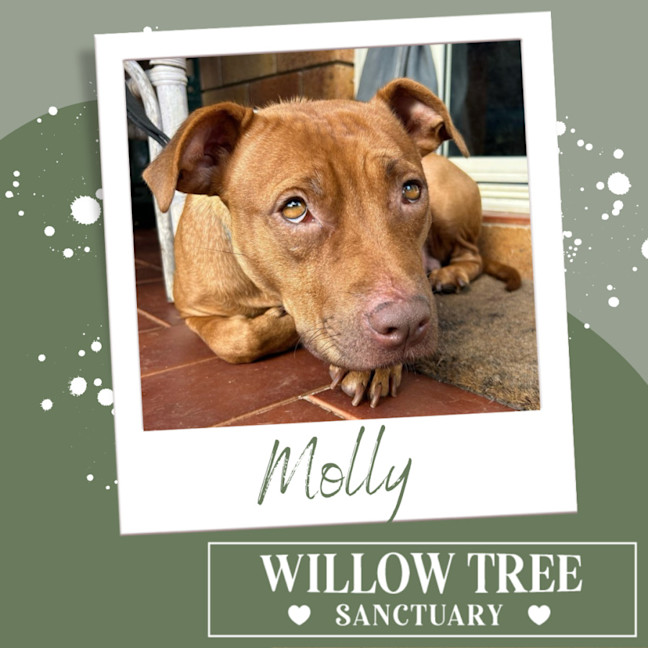 Photo of Molly