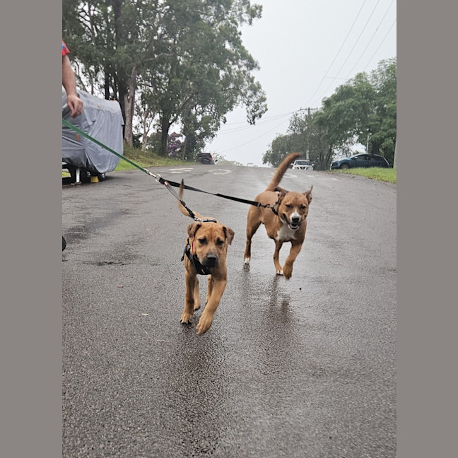 Photo of Winnie   5 Month Old Shar Pei X Staffy