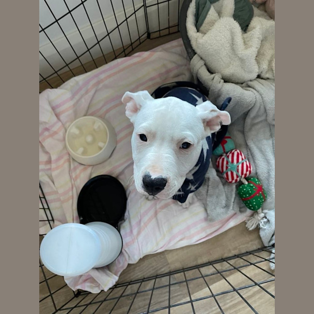 Photo of Boof   4 Month Old Staffy X (Trial)