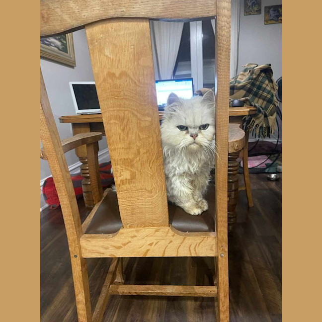 Photo of 🎩Darby🎩