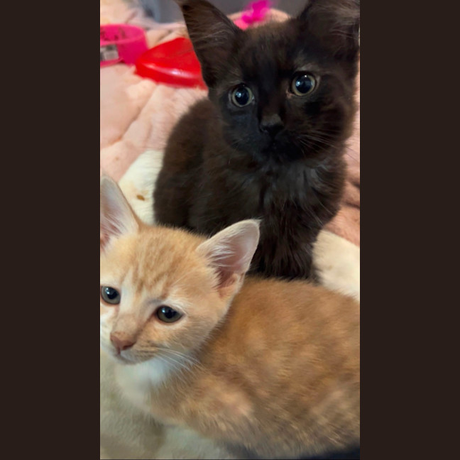 Photo of Lulu And Honey 