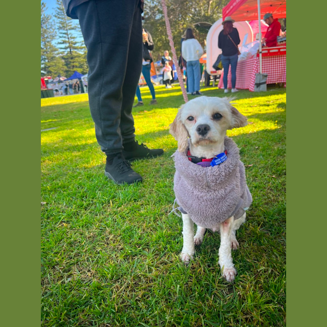 Photo of Anna   3 Year Old Maltese X