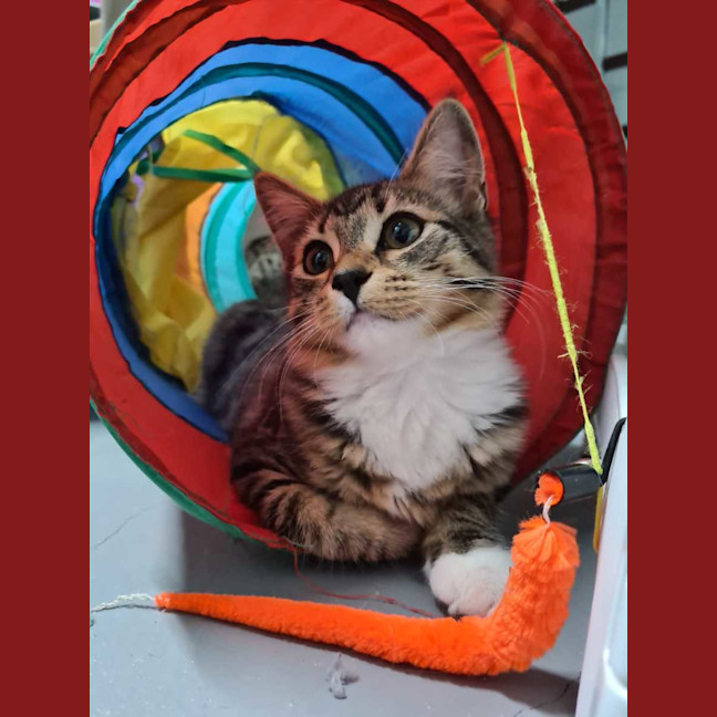 Photo of Twinkle Tail