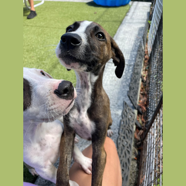 Photo of D1275 Paige