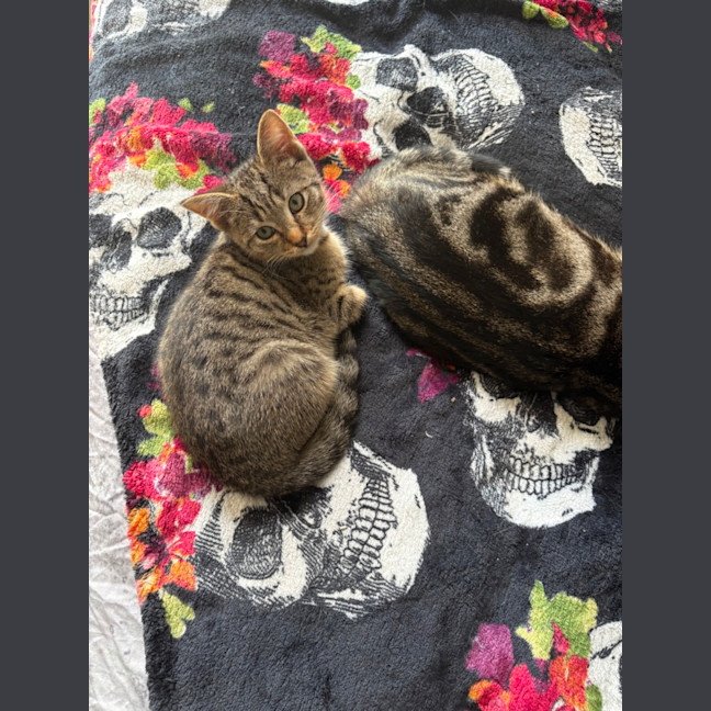 Photo of Riddler **2nd Chance Cat Rescue**