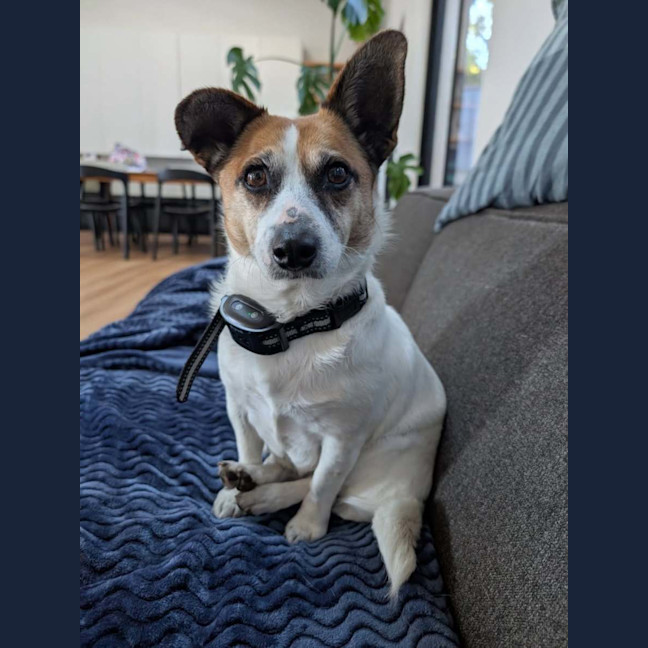 Photo of Bindie