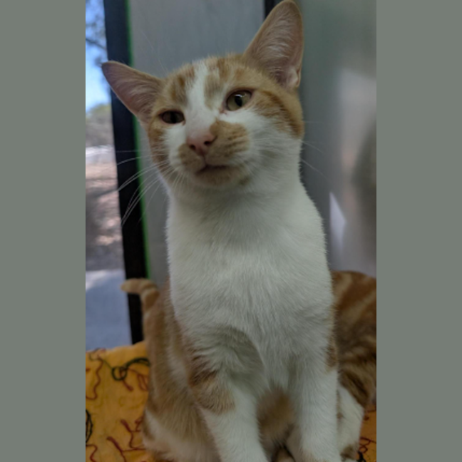 Photo of Ginger Ninja