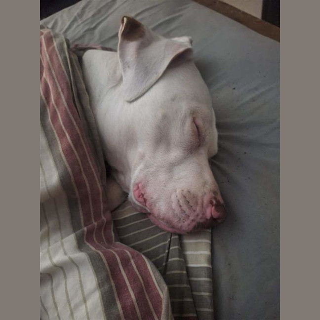 Photo of Odin