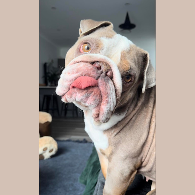 Photo of Charlie   5 Year Old British Bulldog (Trial)