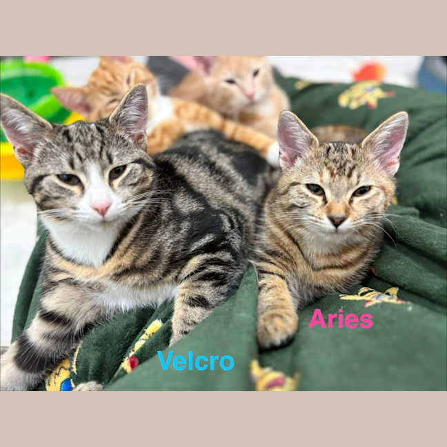 Photo of Aries & Velcro