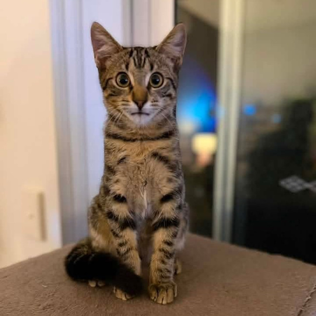 Photo of Pebble