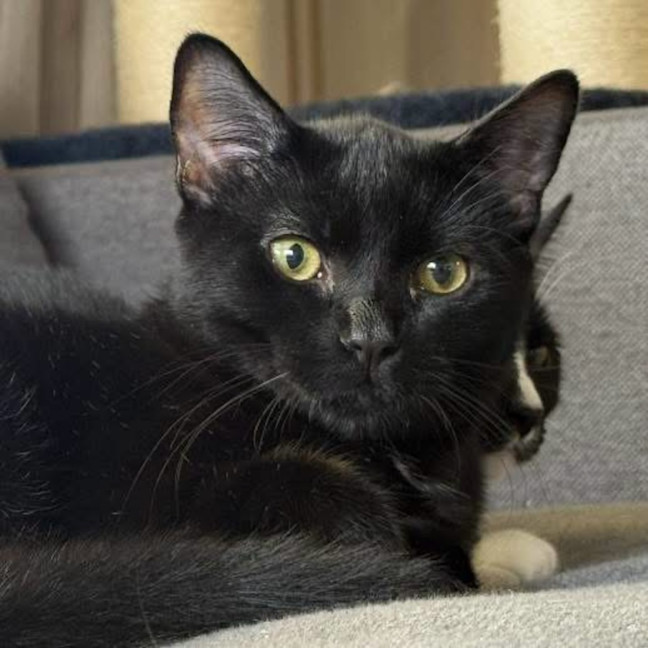 Photo of 13981   Pepper