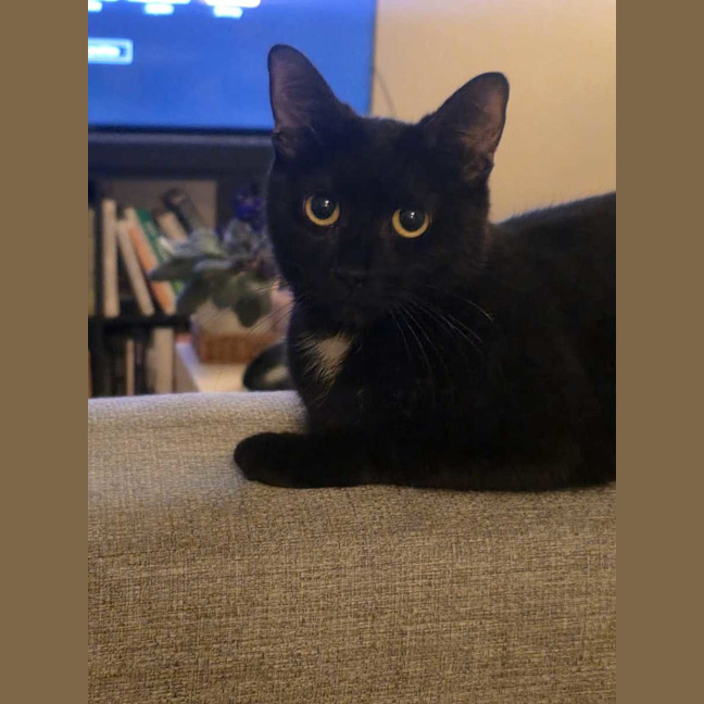 Photo of Macavity