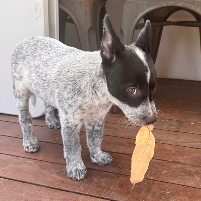 Photo of Bindi 💞🎾