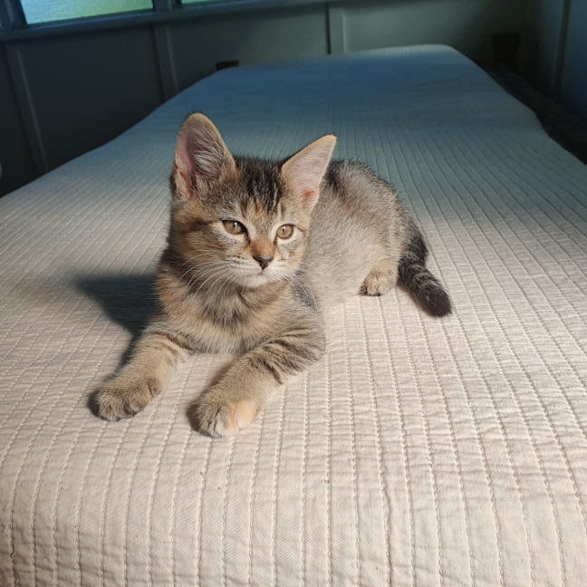 Photo of Poppy