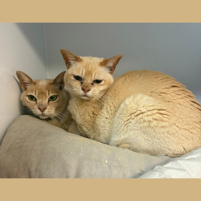 Photo of Honey (Bonded With Buddy)